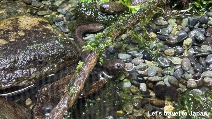 オワリサンショウウオ：自然動物館両生類エリア(2)