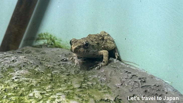 ツチガエル：自然動物館両生類エリア(1)