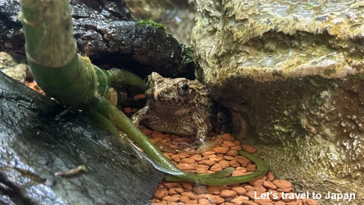 ツチガエル：自然動物館両生類エリア(2)