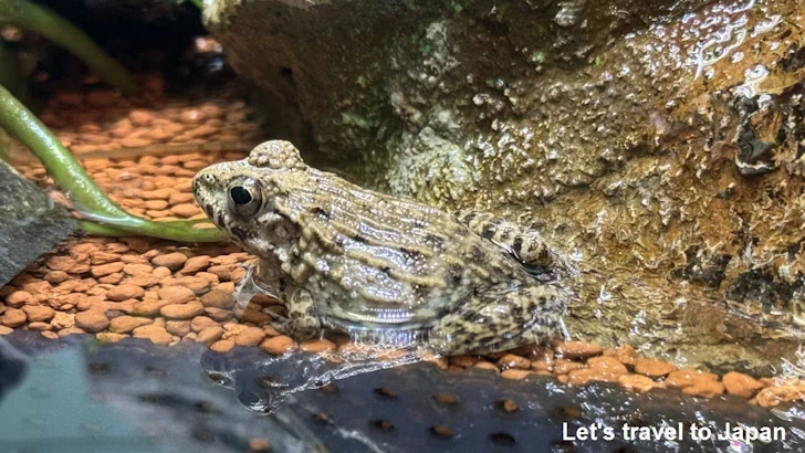 ツチガエル：自然動物館両生類エリア(3)