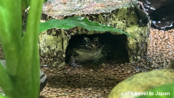 ナゴヤダルマガエル：自然動物館両生類エリア(1)