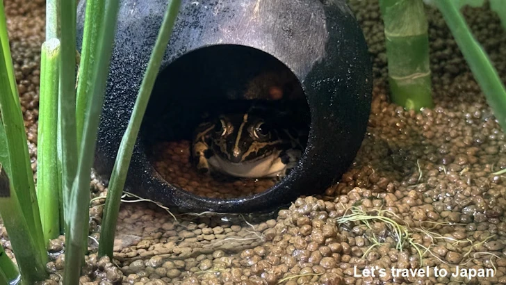 トノサマガエル：自然動物館両生類エリア(1)