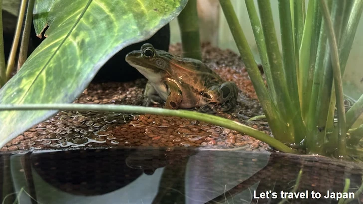 トノサマガエル：自然動物館両生類エリア(2)