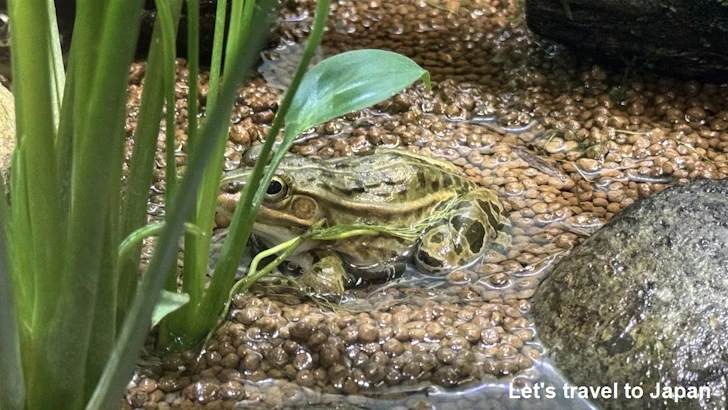 トノサマガエル：自然動物館両生類エリア(3)