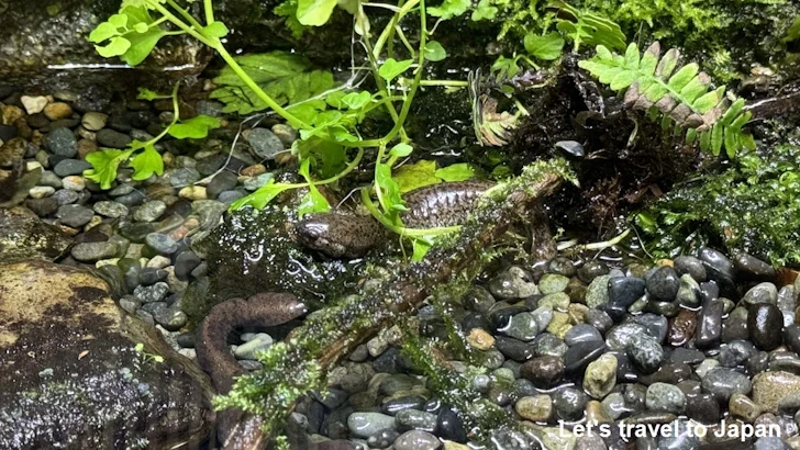 オワリサンショウウオ：自然動物館両生類エリア(3)