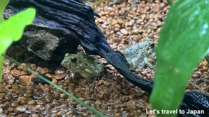 ヌマガエル：自然動物館両生類エリア(1)