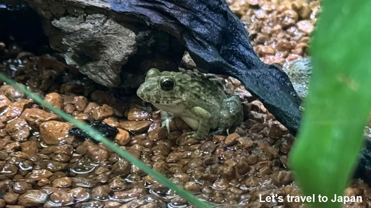 ヌマガエル：自然動物館両生類エリア(2)