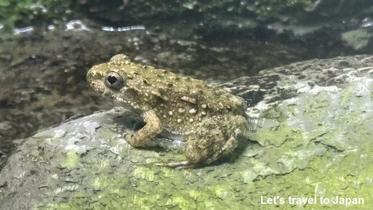 ヌマガエル：自然動物館両生類エリア(3)