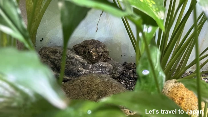 カジカガエル：自然動物館両生類エリア(1)