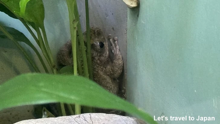 カジカガエル：自然動物館両生類エリア(2)