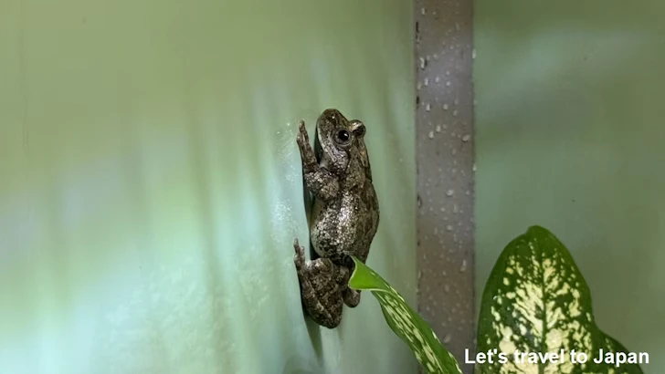 カジカガエル：自然動物館両生類エリア(3)