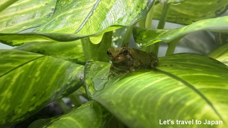 ニホンアマガエル：自然動物館両生類エリア(1)