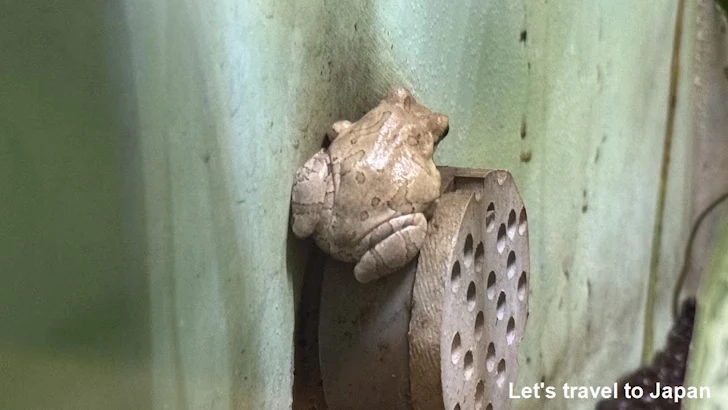 ニホンアマガエル：自然動物館両生類エリア(2)