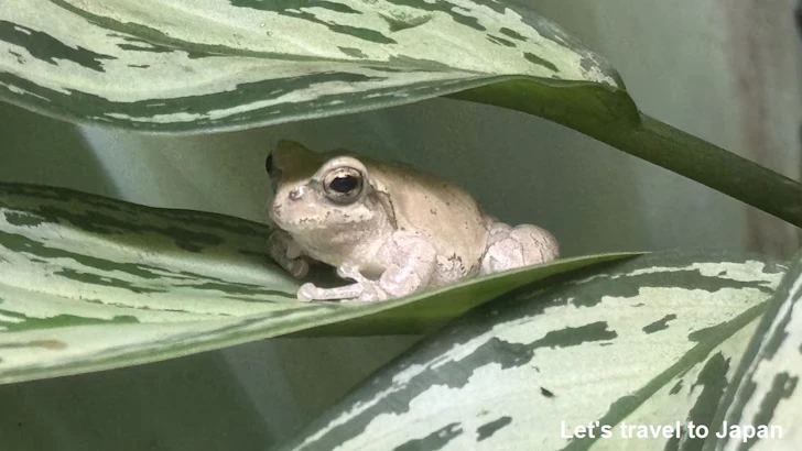 ニホンアマガエル：自然動物館両生類エリア(4)