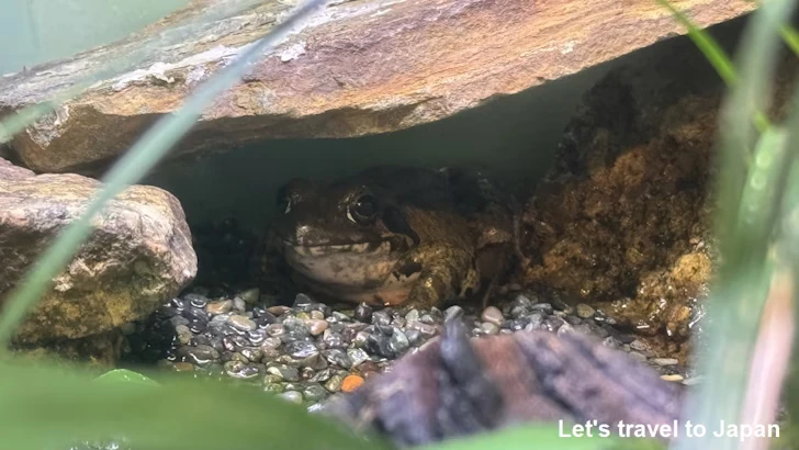 ヤマアカガエル：自然動物館両生類エリア(1)