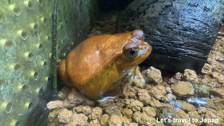 サビトマトガエル：自然動物館両生類エリア(2)