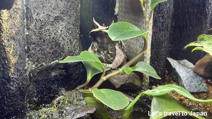 ミツヅノコノハガエル：自然動物館両生類エリア(1)