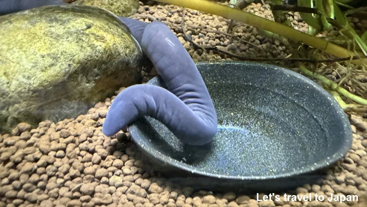 コロンビアミズアシナシイモリ：自然動物館両生類エリア(2)