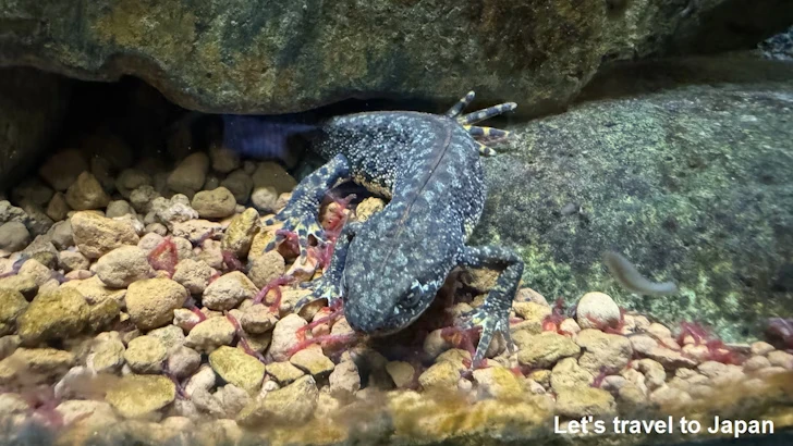 マケドニアクシイモリ：自然動物館両生類エリア(1)