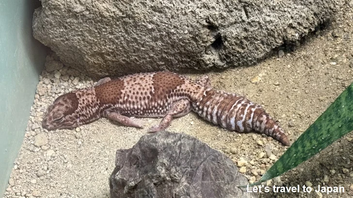 ニシアフリカトカゲモドキ：自然動物館爬虫類エリア(1)