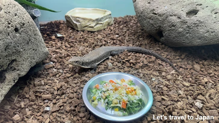 ニシオニプレートトカゲ：自然動物館爬虫類エリア(1)