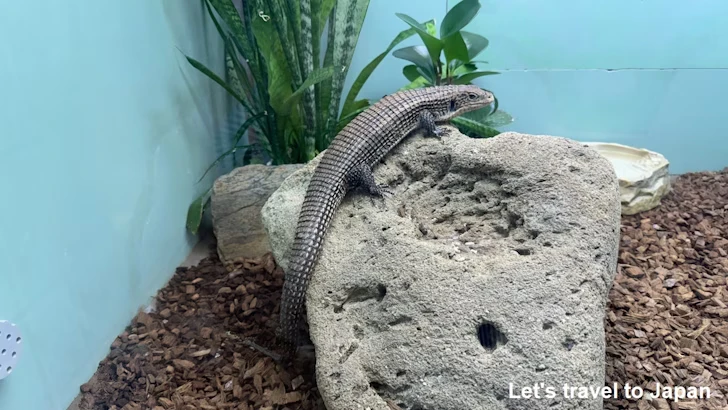 ニシオニプレートトカゲ：自然動物館爬虫類エリア(2)