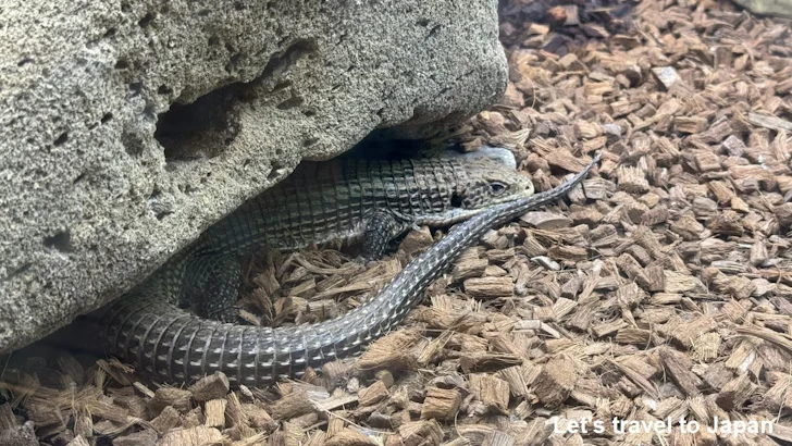 ニシオニプレートトカゲ：自然動物館爬虫類エリア(3)