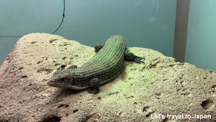 ニシオニプレートトカゲ：自然動物館爬虫類エリア(4)