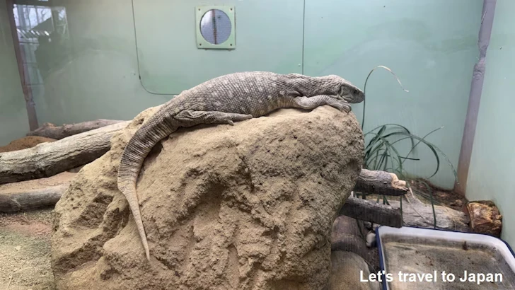 サバンナオオトカゲ：自然動物館爬虫類エリア(1)