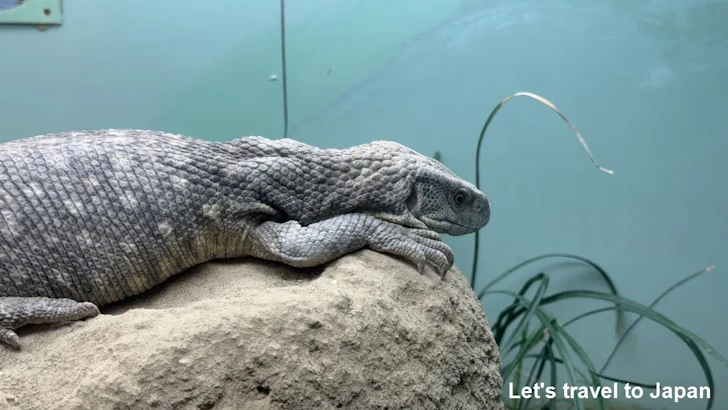 サバンナオオトカゲ：自然動物館爬虫類エリア(2)