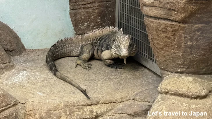 ケイマンイワイグアナ：自然動物館爬虫類エリア(1)