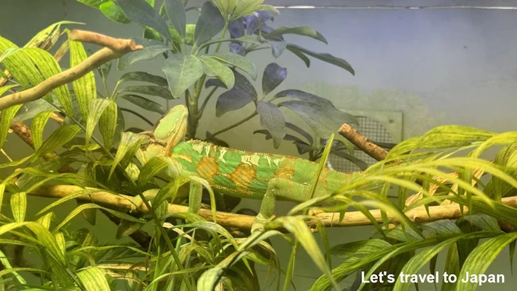 エボシカメレオン：自然動物館爬虫類エリア(1)