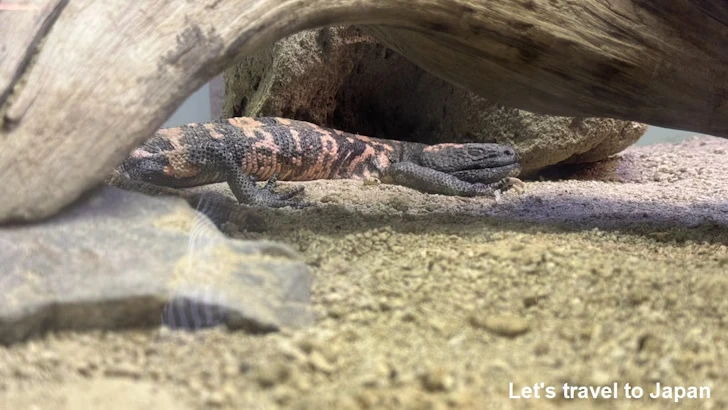 アメリカドクトカゲ：自然動物館爬虫類エリア(2)