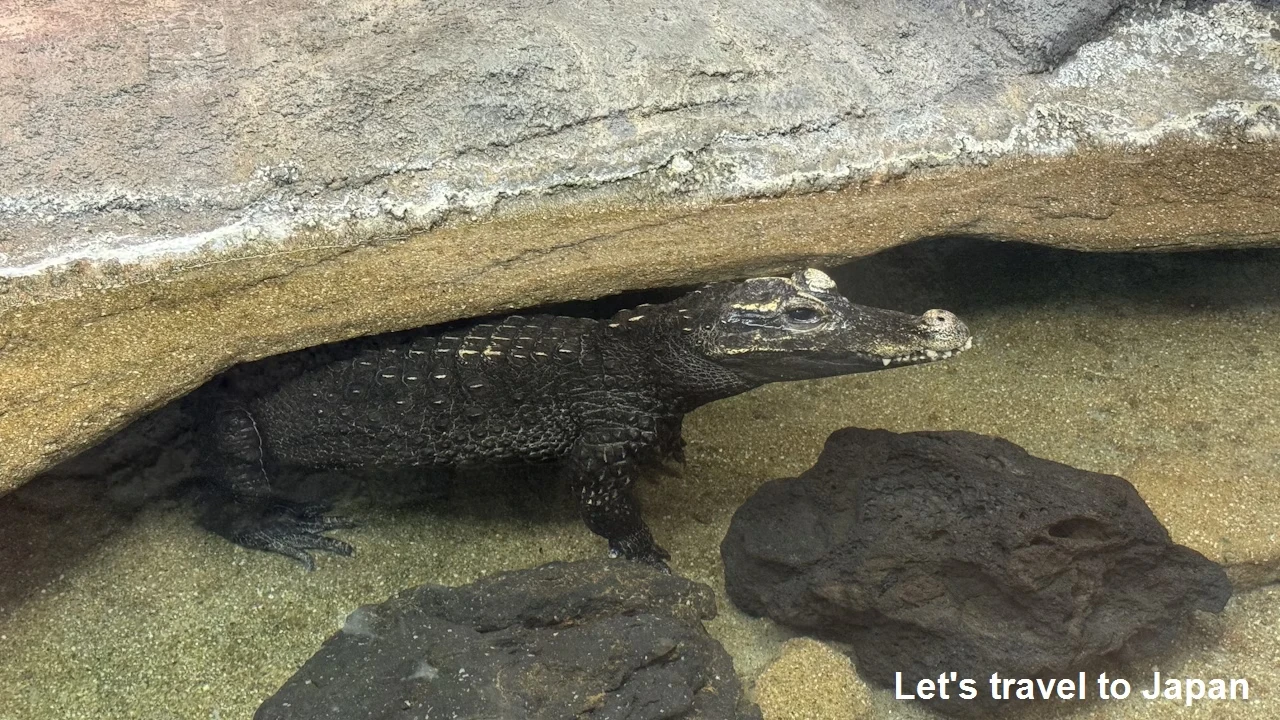 ニシアフリカコビトワニ：自然動物館爬虫類エリア(3)