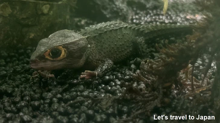 アカメカブトトカゲ：自然動物館爬虫類エリア(2)