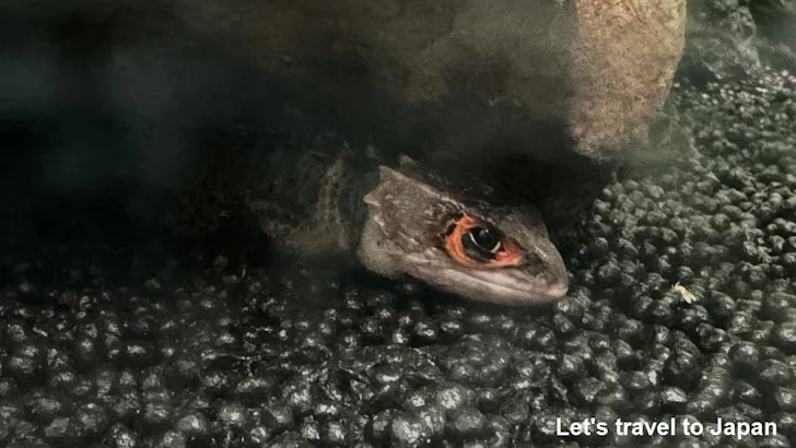 アカメカブトトカゲ：自然動物館爬虫類エリア(3)