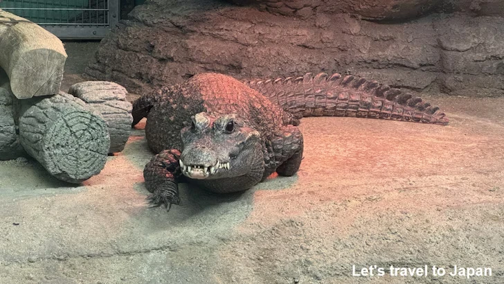 ニシアフリカコビトワニ：自然動物館爬虫類エリア(4)