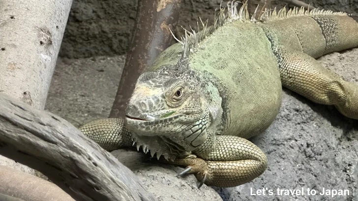 グリーンイグアナ：自然動物館爬虫類エリア(4)