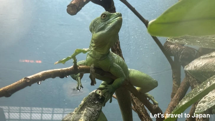 グリーンバシリスク：自然動物館爬虫類エリア(2)