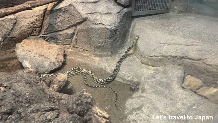 メキシカンタイガーラットスネーク：自然動物館爬虫類エリア(1)