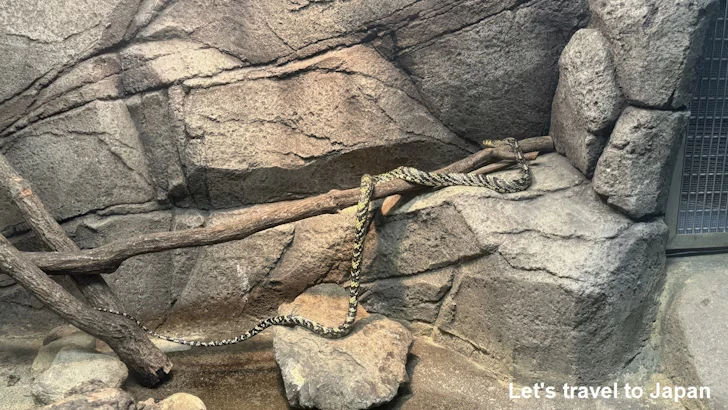 メキシカンタイガーラットスネーク：自然動物館爬虫類エリア(2)