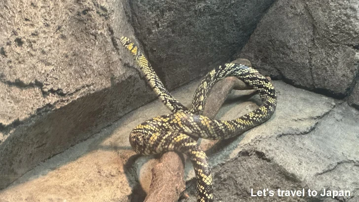 メキシカンタイガーラットスネーク：自然動物館爬虫類エリア(3)