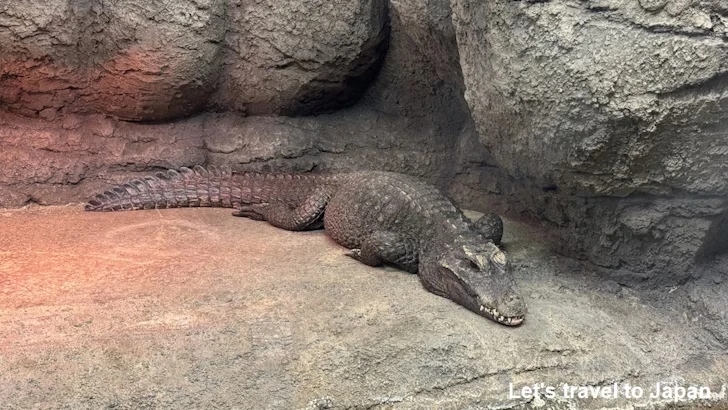 ニシアフリカコビトワニ：自然動物館爬虫類エリア(5)