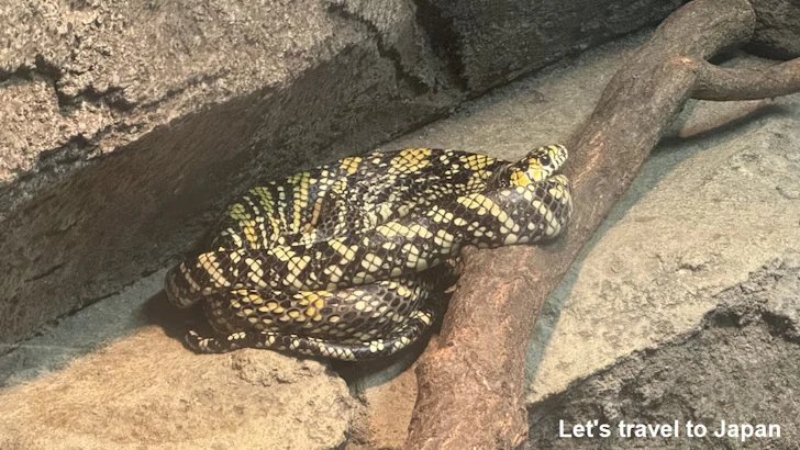 メキシカンタイガーラットスネーク：自然動物館爬虫類エリア(4)