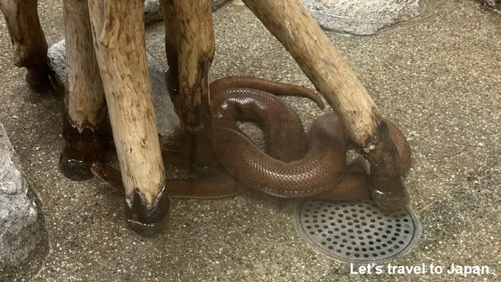 コロンビアレインボーボア：自然動物館爬虫類エリア(3)