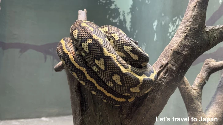 カーペットニシキヘビ：自然動物館爬虫類エリア(2)