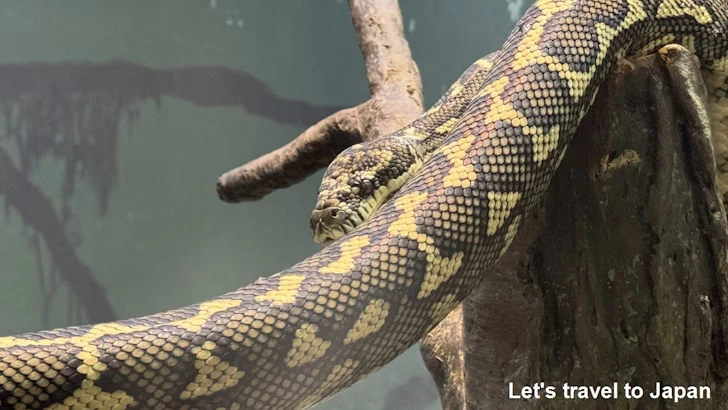 カーペットニシキヘビ：自然動物館爬虫類エリア(4)