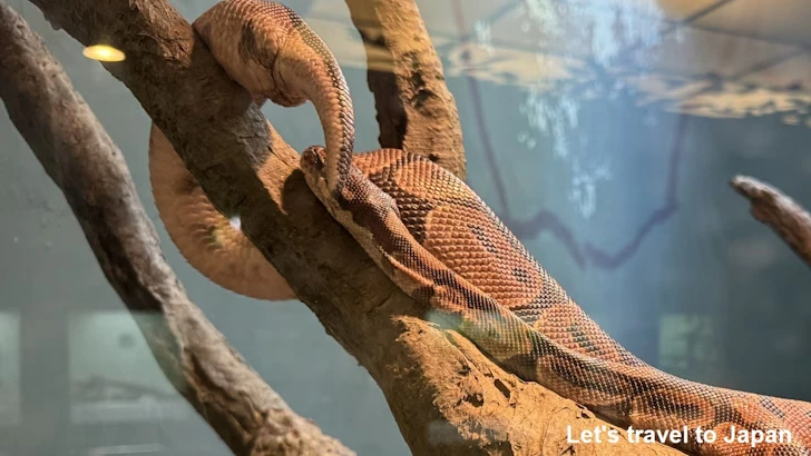 ボールニシキヘビ：自然動物館爬虫類エリア(2)