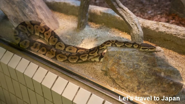 ボールニシキヘビ：自然動物館爬虫類エリア(3)