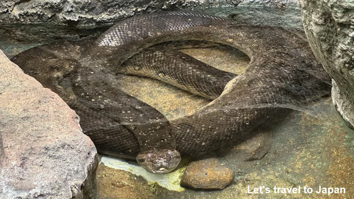 オオアナコンダ：自然動物館爬虫類エリア(2)